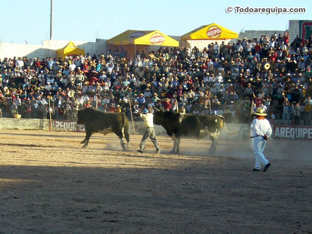 final-pelea-toros