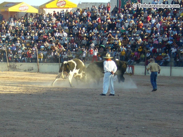 pelea-de-toros-en-arequipa