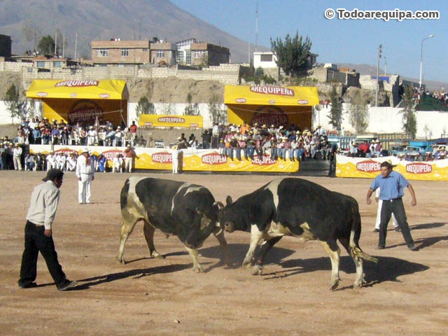 peleas-de-toros-en-arequipa