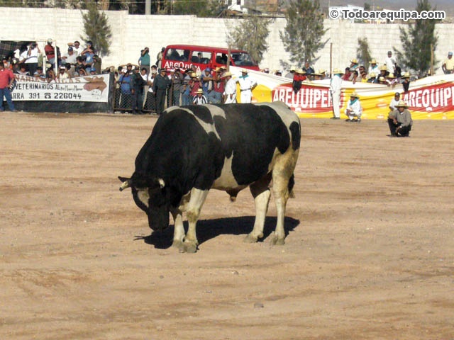 toro