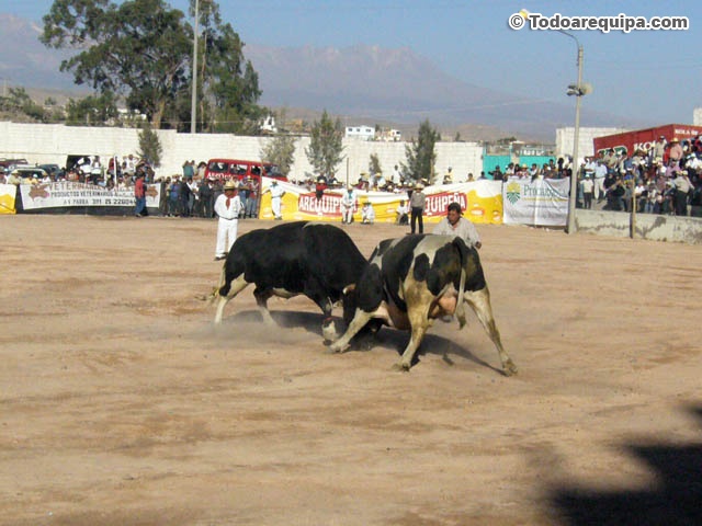 toros-de-pelea-en-arequipa