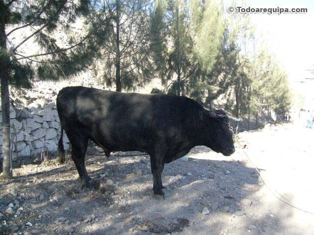 toros-pelea