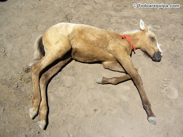 caballito