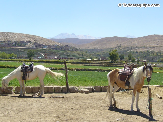 Caballos de paseo