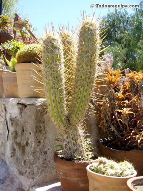 cactus