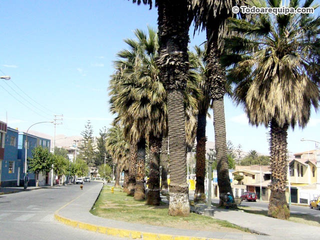 palmeras-tingo-arequipa