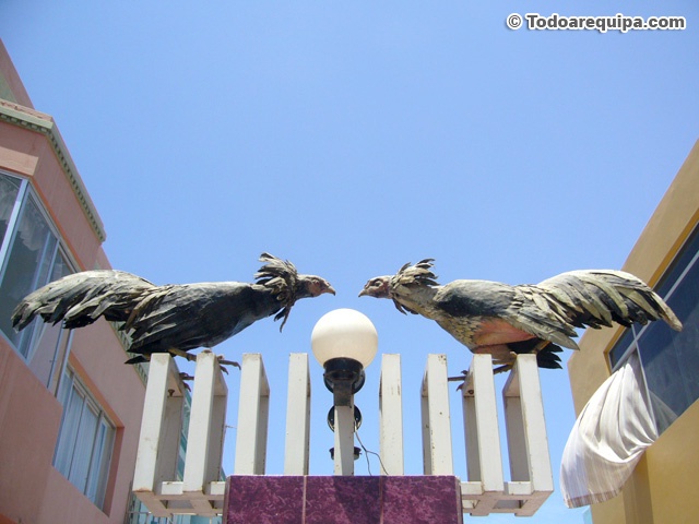 gallos-pelea-camana