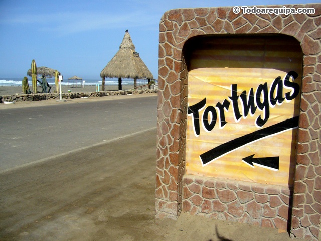 playa-tortugas-camana