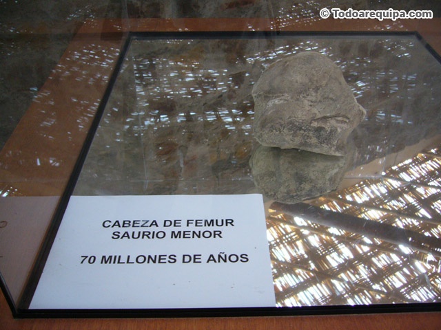Cabeza de femur