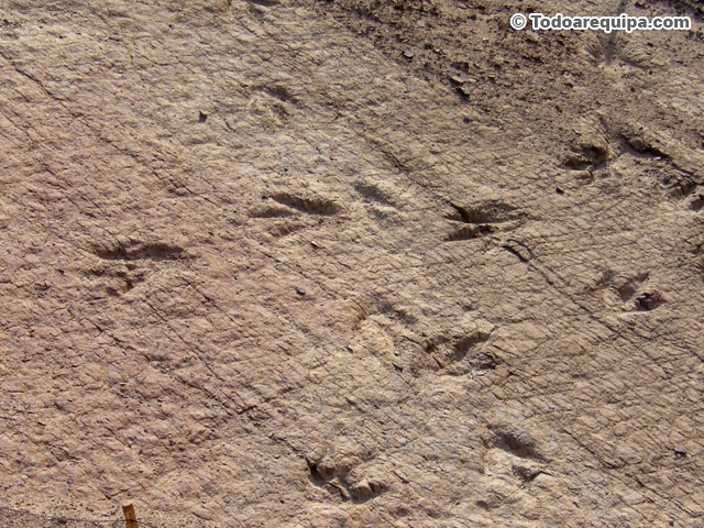 Huellas de dinosaurios