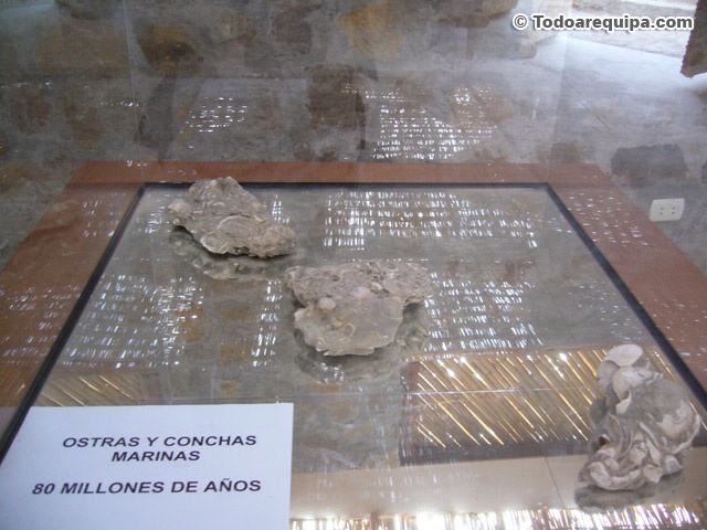 Ostras y conchas marinas en Querulpa