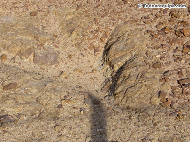 rastros-de-dinosaurios-en-peru