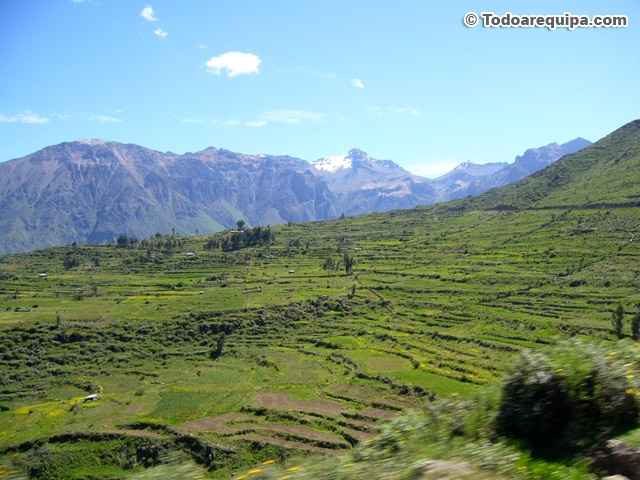 Andenerias en el Colca