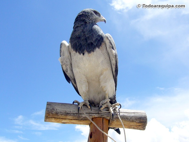 aguila