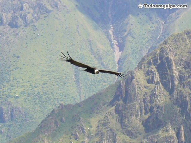 El vuelo del Condor