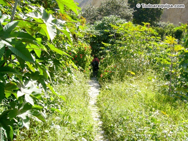 Camino hacia la zona de camping