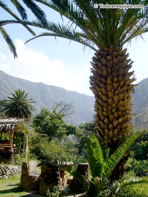 Palmera en Oasis Paraiso
