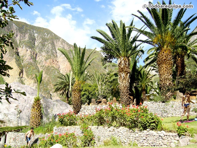 Palmeras en Oasis