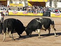 P1060722