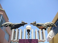 gallos-pelea-camana
