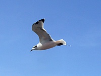 gaviota