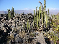 P1110511