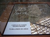 Cabeza de femur