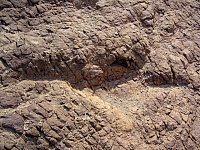 Huella de dinosaurio