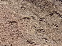Huellas de dinosaurios