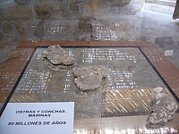 Ostras y conchas marinas en Querulpa