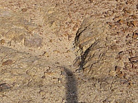 rastros-de-dinosaurios-en-peru