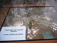 Vertebra de saurio menor
