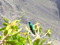 aves-del-colca