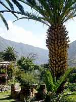 Palmera en Oasis Paraiso