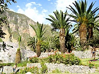 Palmeras en Oasis